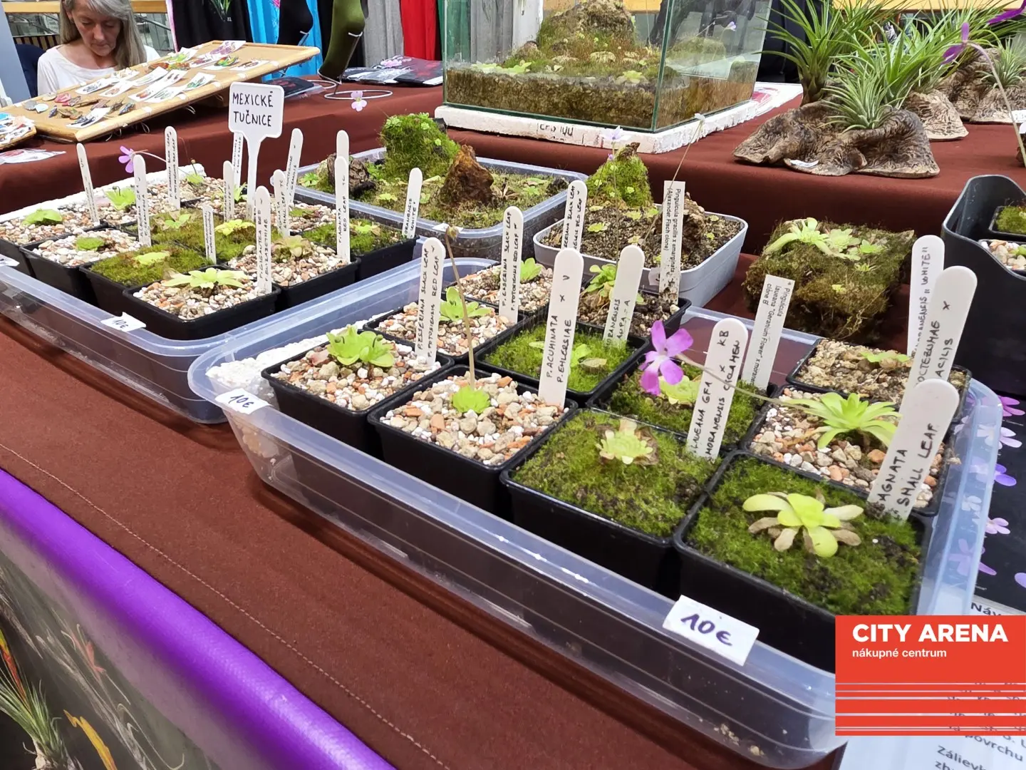 Dni originality 2026